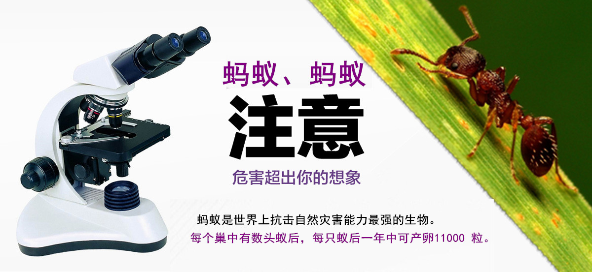 螞蟻危害超出你的想象。